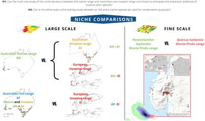 On the importance of invasive species niche dynamics in plant conservation management at large and local scale
